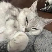 リンさまの画像