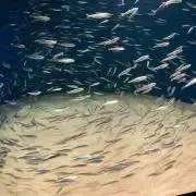 たつの画像