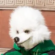 ikamの画像
