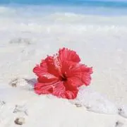 けいけい