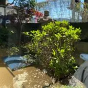 きよこ