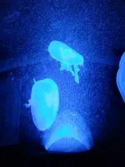 くたの画像