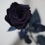Black♡Rose