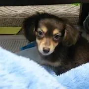Monkeydog