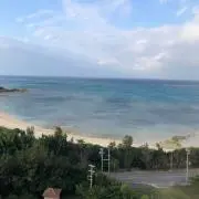 コロの画像
