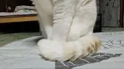 ちゃちゃ丸の画像