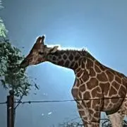 アスカ