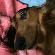 じゅ
