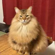 ブッチーの画像