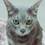ちゅらんたんの画像