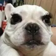 肉じゃがの画像