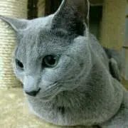 黒猫