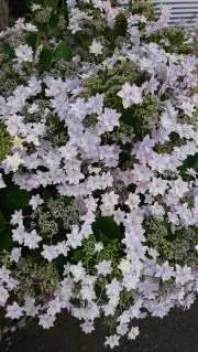 アルフの画像