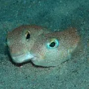 みそ