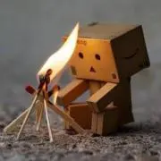 がじゅまるの画像