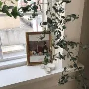 ユーカリの画像