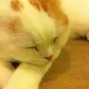 nanakoの画像
