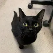 黒こんの画像