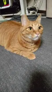 yoの画像