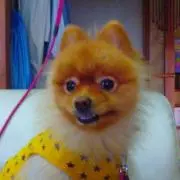 昭和の愛犬家の画像