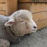 mmyの画像