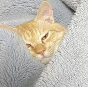 はゆ
