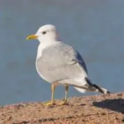 シーガルの画像