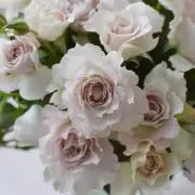 R♡G