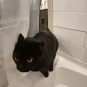 ちょの画像