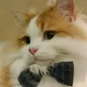 きのみの画像