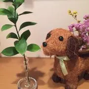 ミモザ♡の画像