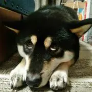 ささゆう
