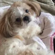 みゆゆ