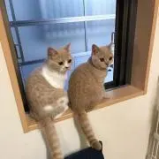 サラちゃんメルちゃんの画像