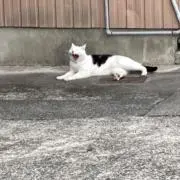 のっちの画像
