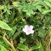 LEMONの画像