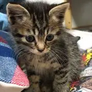 りおままの画像