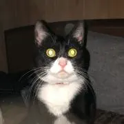 はづき