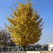 コメットの画像