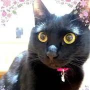 猫に小判の画像