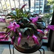 花の画像