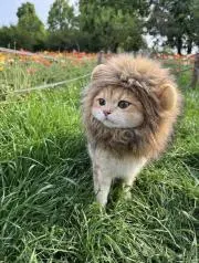 やしの画像