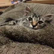 マヨ
