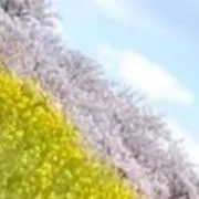 あや