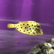 ふぐちゃんの画像