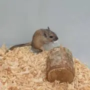 あーの画像