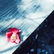 yyyの画像