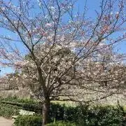 さくらの画像