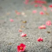 うか　*プロフィールご一読ください*の画像