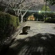 きらり